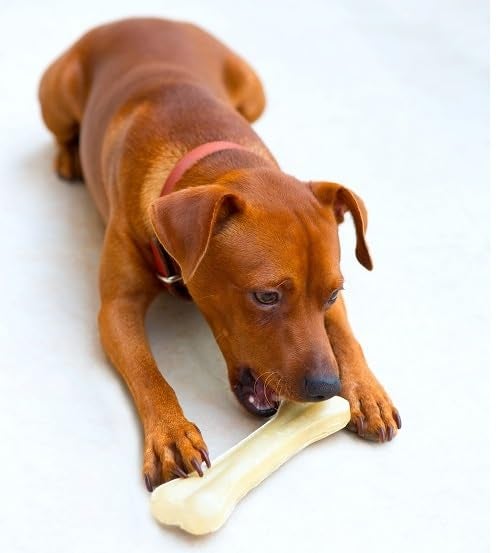 swacch Shampoo | Puppy Safe Shampoo | Spitz Dog Shampoo (1 Litre) (Pack of 2) Jasmine + Medium White Bone | Dog Chew Bones | Teething chew Toy | Dental Teething |Combo Pack - Image 3