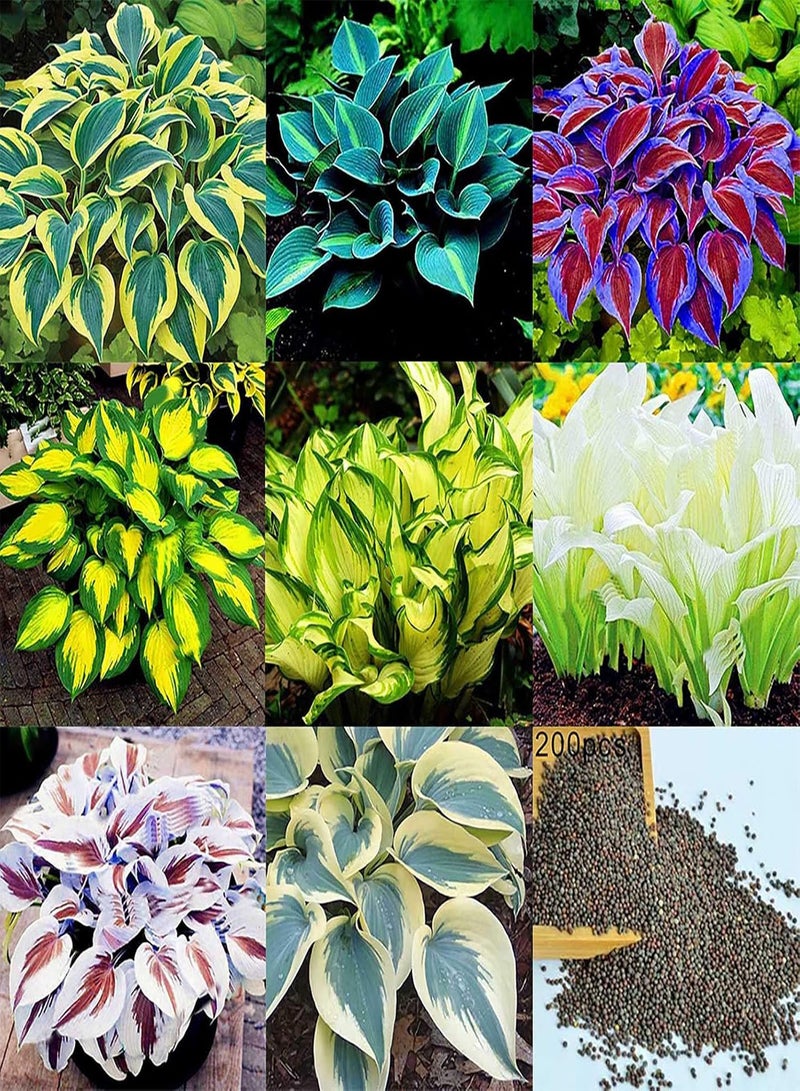 GGOOT Green Seeds, Safe and Harmless & Non-GMO,200Pcs/Bag Hosta Seeds DIY Decorative Attractive Mixed Color Fragrant Hosta Plantaginea Bonsai Seeds for Outdoor - Green Hosta Seeds - Image 2