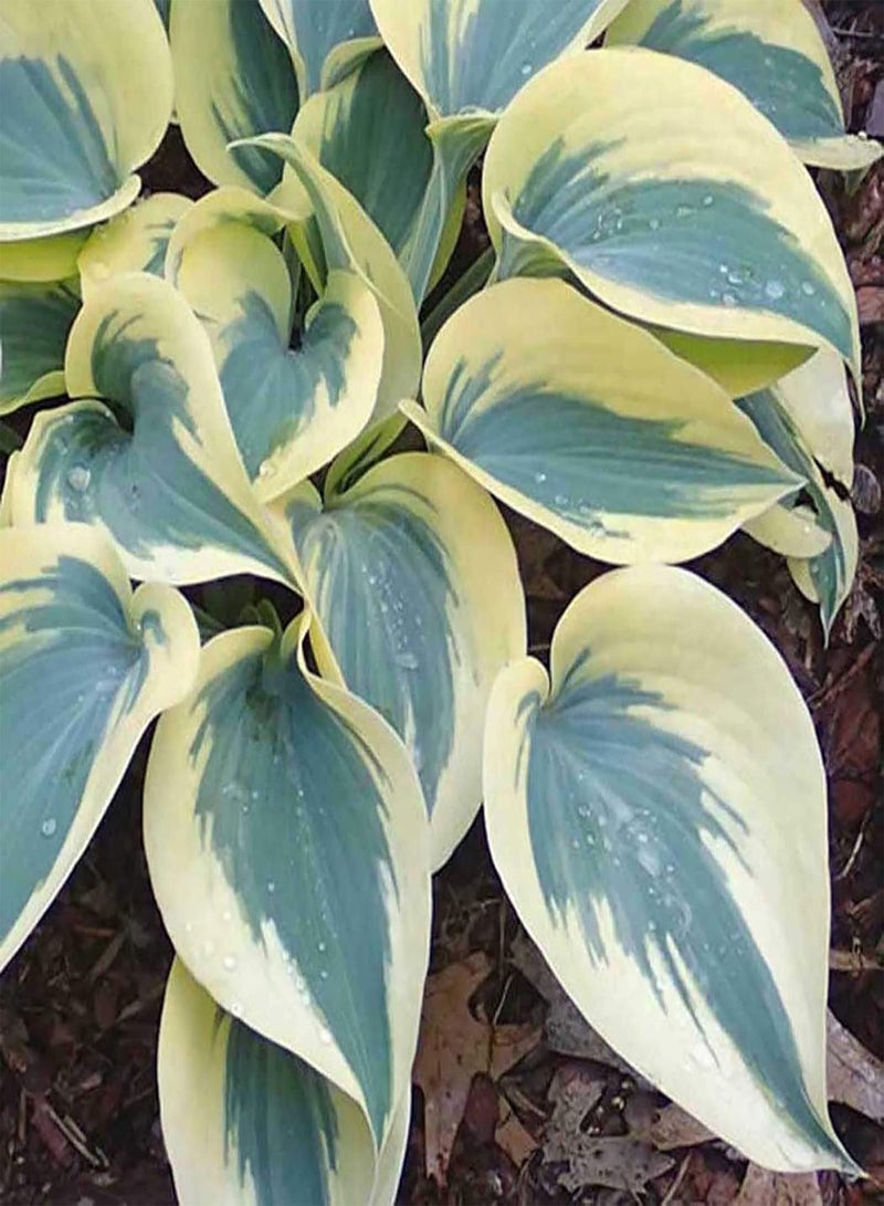 GGOOT Green Seeds, Safe and Harmless & Non-GMO,200Pcs/Bag Hosta Seeds DIY Decorative Attractive Mixed Color Fragrant Hosta Plantaginea Bonsai Seeds for Outdoor - Green Hosta Seeds - Image 3