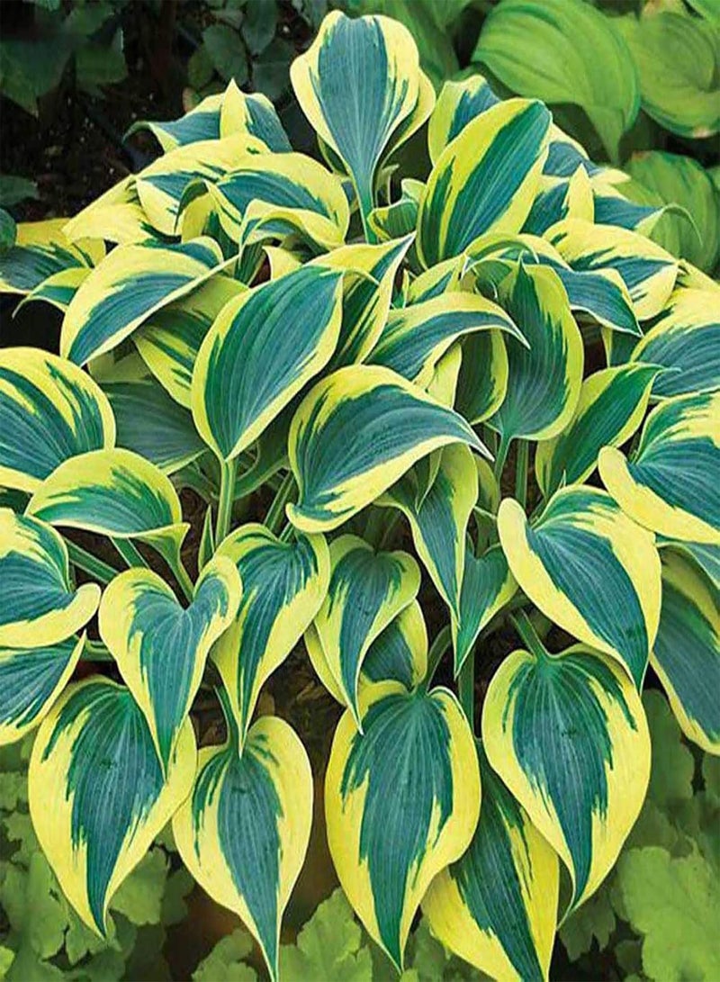 GGOOT Green Seeds, Safe and Harmless & Non-GMO,200Pcs/Bag Hosta Seeds DIY Decorative Attractive Mixed Color Fragrant Hosta Plantaginea Bonsai Seeds for Outdoor - Green Hosta Seeds - Image 5