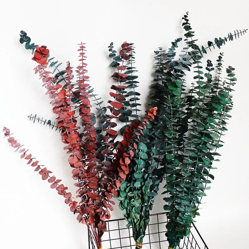 Bluejw EM3408 Dried Eucalyptus Branches for Home & Wedding Decor – Natural Preserved Dry Floral Arrangement with Real Dried Plants, Greenery Stems & Leaves - Image 2