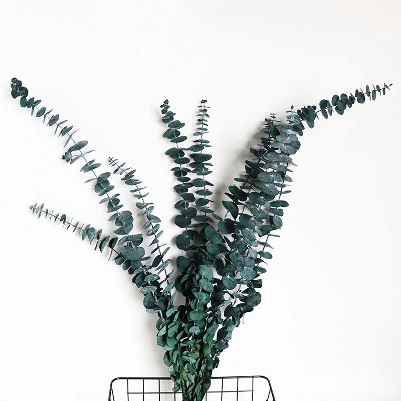 Bluejw EM3408 Dried Eucalyptus Branches for Home & Wedding Decor – Natural Preserved Dry Floral Arrangement with Real Dried Plants, Greenery Stems & Leaves - Image 4