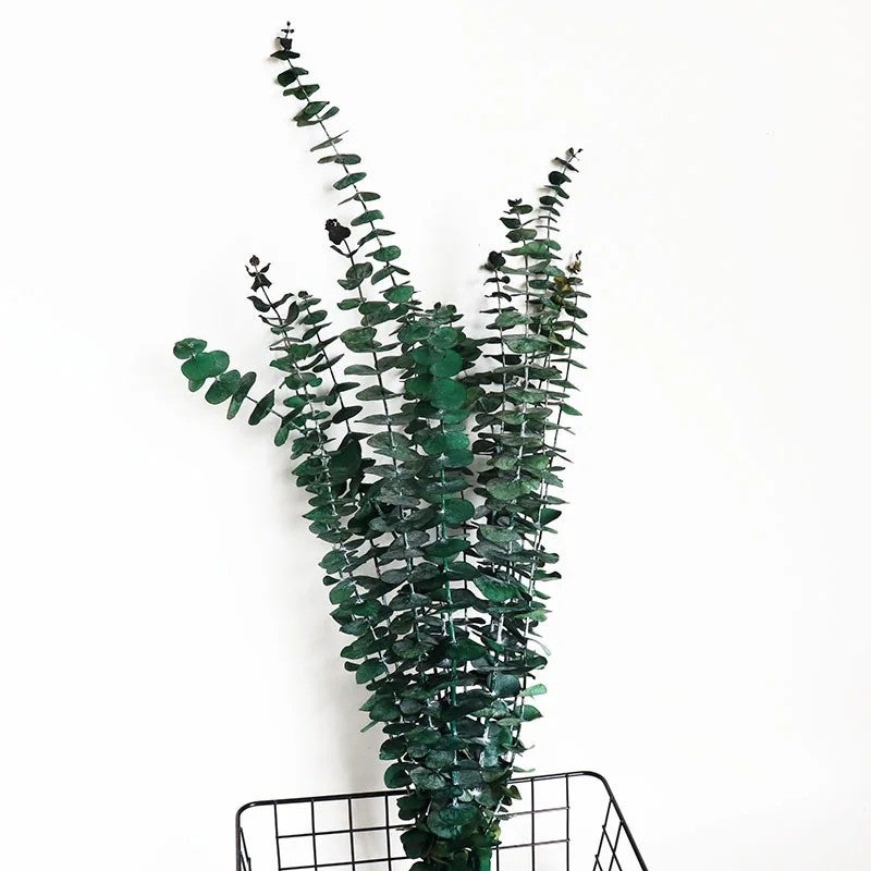 Bluejw EM3408 Dried Eucalyptus Branches for Home & Wedding Decor – Natural Preserved Dry Floral Arrangement with Real Dried Plants, Greenery Stems & Leaves - Image 5