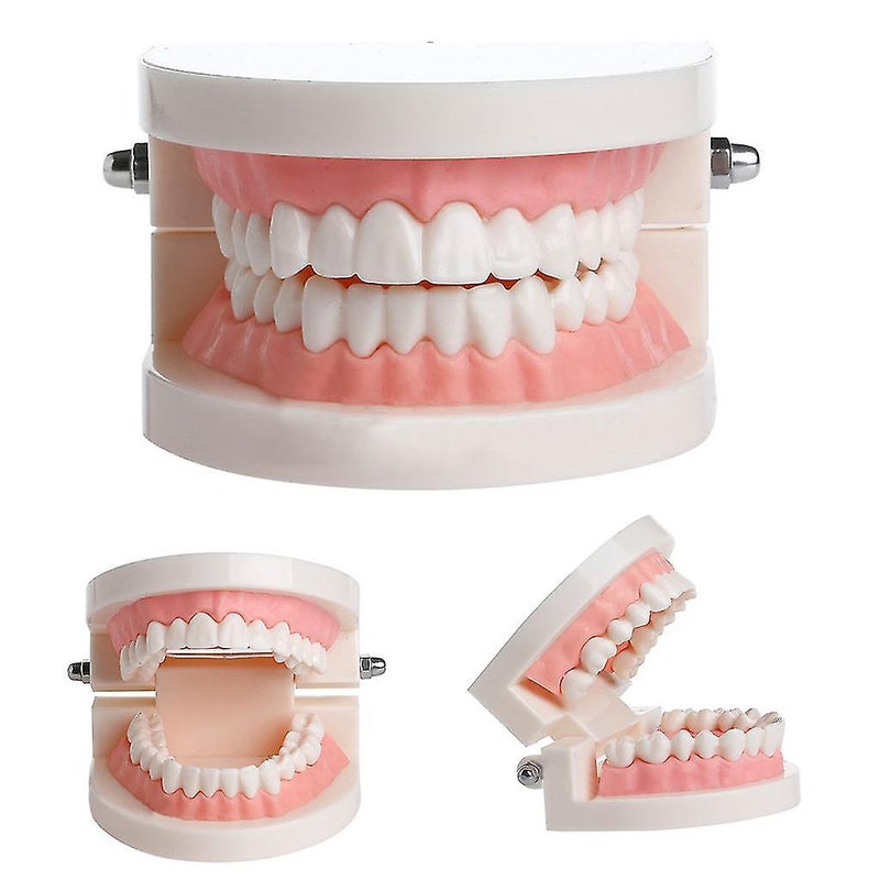 Adult Standard Dental Teaching Study Typodont Demonstration Teeth Model - Image 3