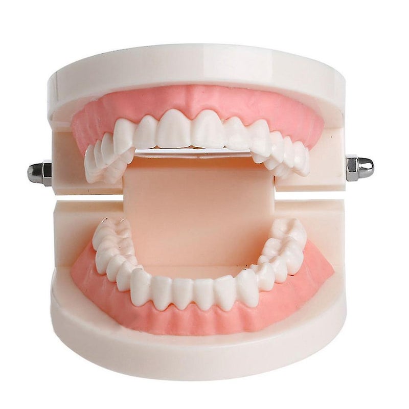 Adult Standard Dental Teaching Study Typodont Demonstration Teeth Model - Image 4