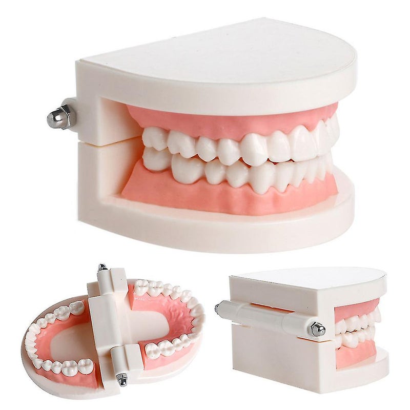 Adult Standard Dental Teaching Study Typodont Demonstration Teeth Model - Image 2