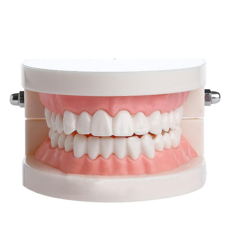 Adult Standard Dental Teaching Study Typodont Demonstration Teeth Model - Image 1