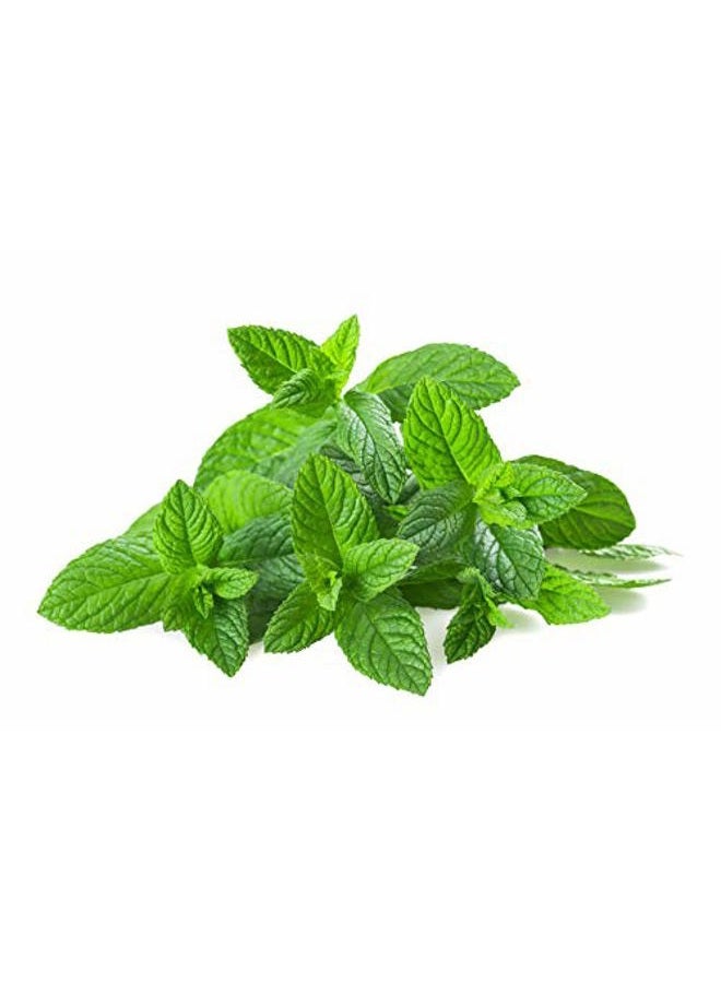 US Organic 100% Pure Spearmint Essential Oil - USDA Certified Organic, Steam Distilled - W/Euro droppers (More Size Variations Available) (30 ml / 1 fl oz) - Image 4