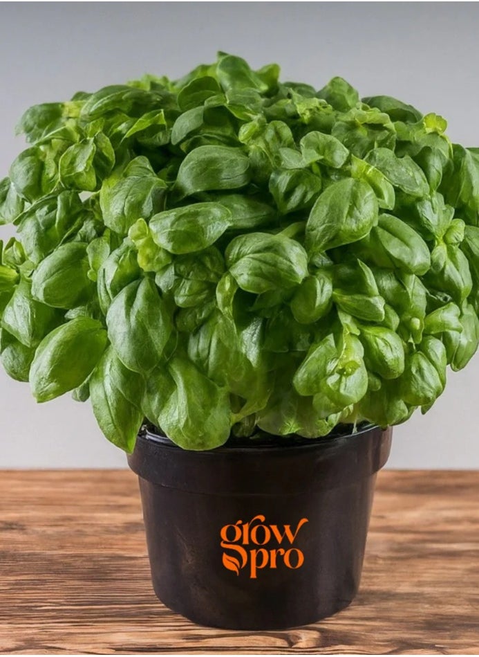 GROW - Basil Elidia seeds - Image 1