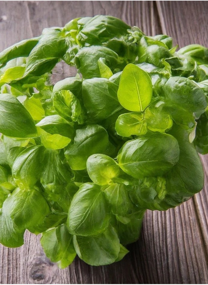 GROW - Basil Elidia seeds - Image 1