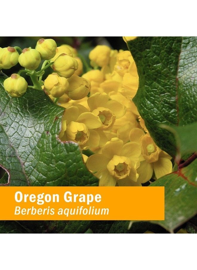 HERB PHARM Oregon Grape Root Liquid Extract - 1 Ounce  - Image 2