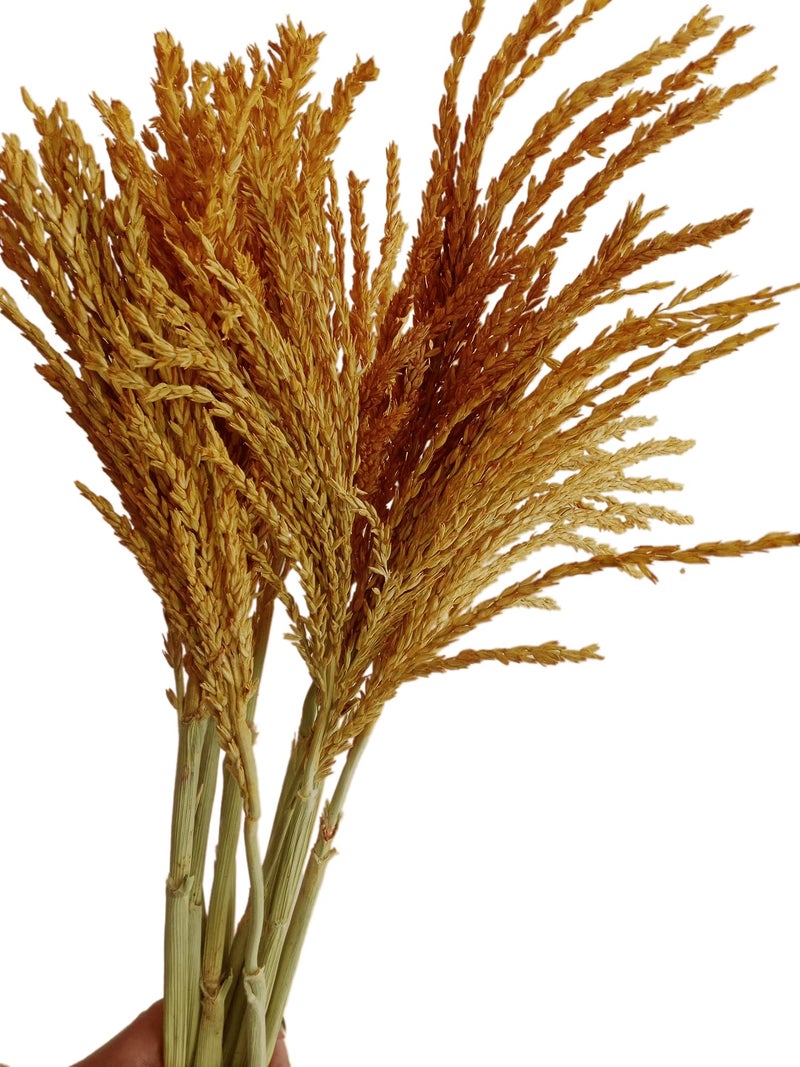 RUKDA® Dried Flower Sheaves for Decoration || Golden Maize Stalks Dry Grass Bouquet (10pcs) - Image 2