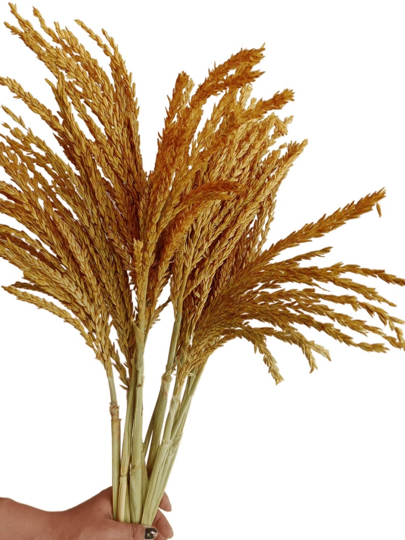 RUKDA® Dried Flower Sheaves for Decoration || Golden Maize Stalks Dry Grass Bouquet (10pcs) - Image 4