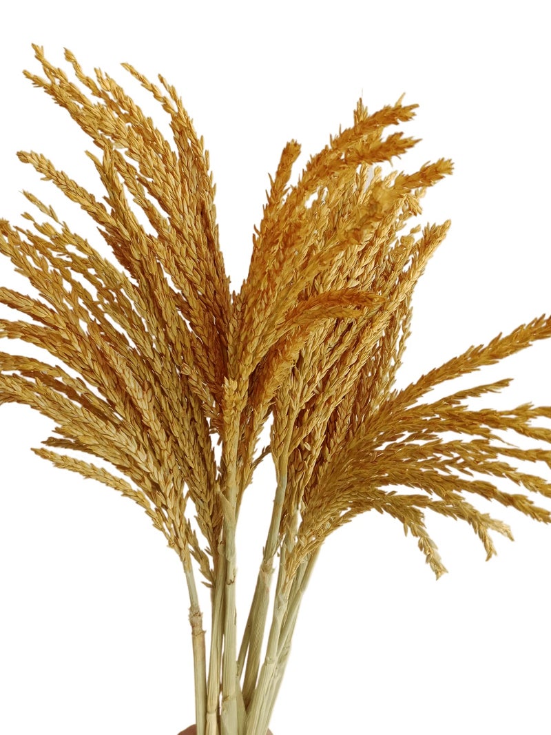 RUKDA® Dried Flower Sheaves for Decoration || Golden Maize Stalks Dry Grass Bouquet (10pcs) - Image 1