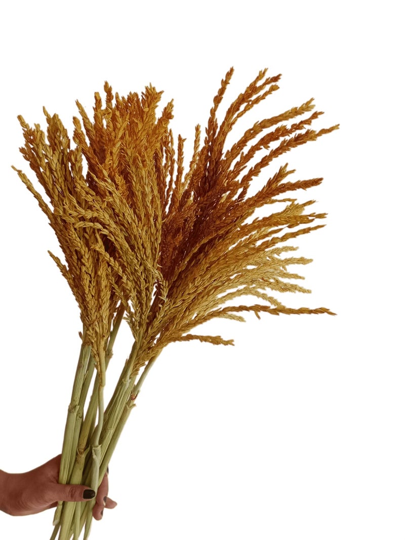 RUKDA® Dried Flower Sheaves for Decoration || Golden Maize Stalks Dry Grass Bouquet (10pcs) - Image 3