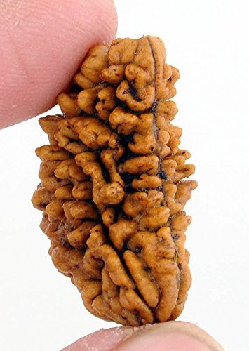 Maalavya One Face Rudraksha (1 Mukhi Rudraksh) - Image 1