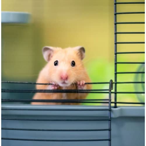 Savic Martha Triple Hamster & Guniea Pigs Cage, Cage Contains a House, Two Platforms, Ladder, Bowl, Exercise Wheel, and Bottle, Fun and Activity Cage for Small Pets, 19 x 12 x 14 inch - Image 2