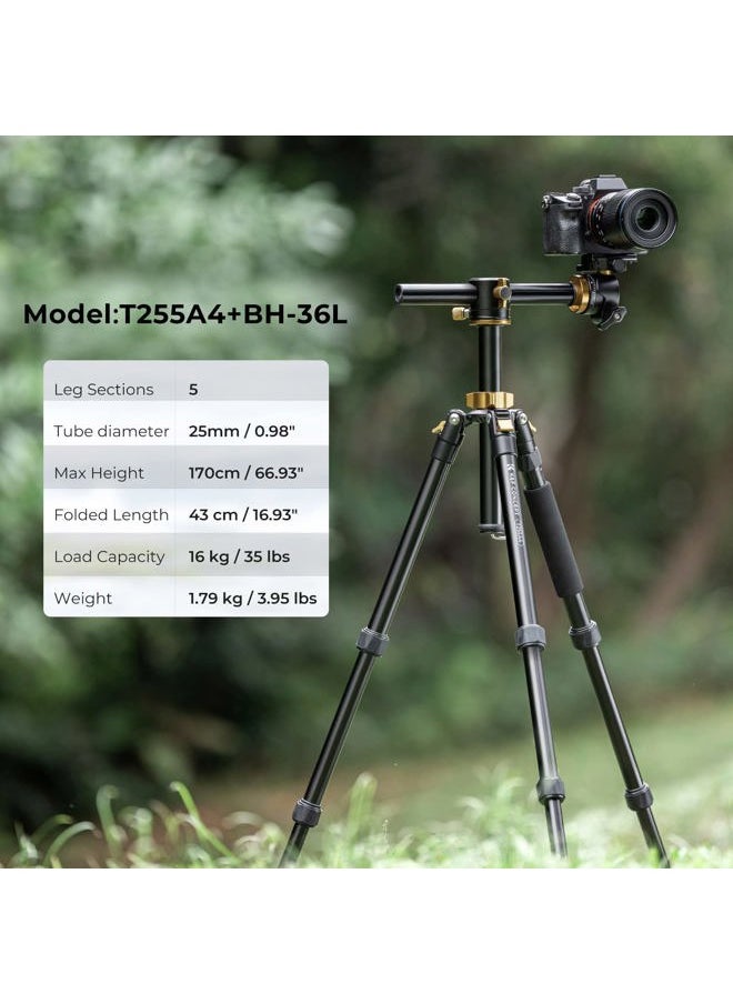 K&F Concept 67 inch Camera Tripod Horizontal Aluminum Tripods Portable Monopod with 32mm Ball Head 12KG Load Capacity Quick Release Plate, for Travel and Work T255A4+BH-32L(Golden)  - Image 2