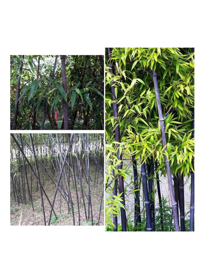 Aknur بذور الخيزران عالية الإنبات بني - Image 2