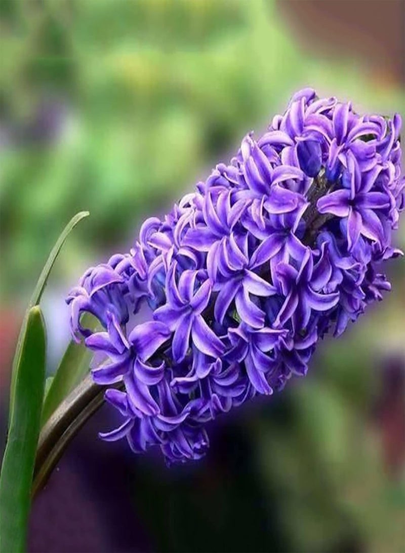 GGOOT 100Pcs Flora Plants Grow Kit of Hyacinth | Natural High Yield Non-GMO Hyacinthus Orientalis Flower Seeds Purple 1size