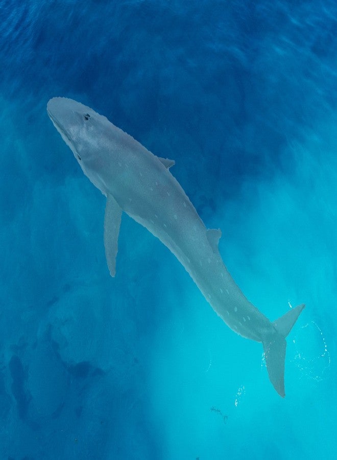 سفاري تمثال حوت سي من شركة سفاري المحدودة - تمثال حوت بلاستيكي واقعي مقاس 7.75 بوصة - لعبة تعليمية لحيوانات المحيط للأولاد والبنات والأطفال من سن 3 سنوات فما فوق - Image 2