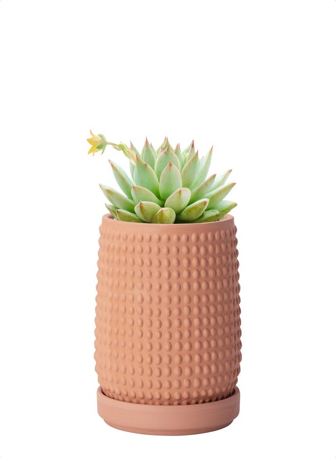 D'vine Dev 4 Inch Terracotta Beaded Planter Pot - Flower Pot with Drainage Holes and Saucers for Indoor Succulent Plants or Flowers,Terracotta, 27-C-Z-7 - Image 1