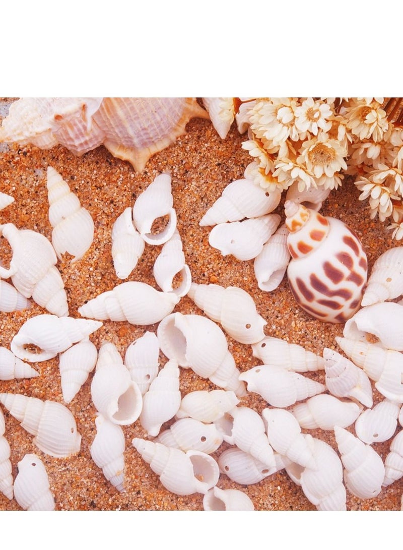 Excefore قواقع صدفية بيضاء من خليج كاي لتزيين المنزل، حفلات الزفاف، الأعمال اليدوية (حوالي 420 قطعة شكل حلزوني) - Image 5