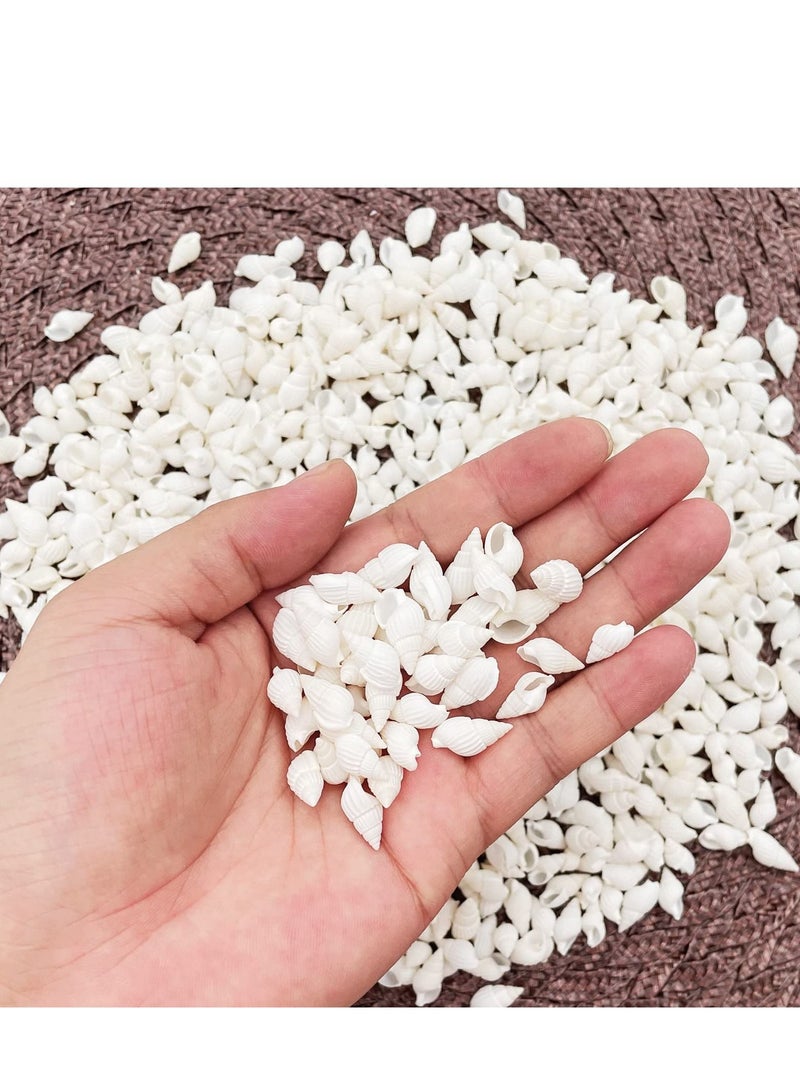 Excefore قواقع صدفية بيضاء من خليج كاي لتزيين المنزل، حفلات الزفاف، الأعمال اليدوية (حوالي 420 قطعة شكل حلزوني) - Image 4