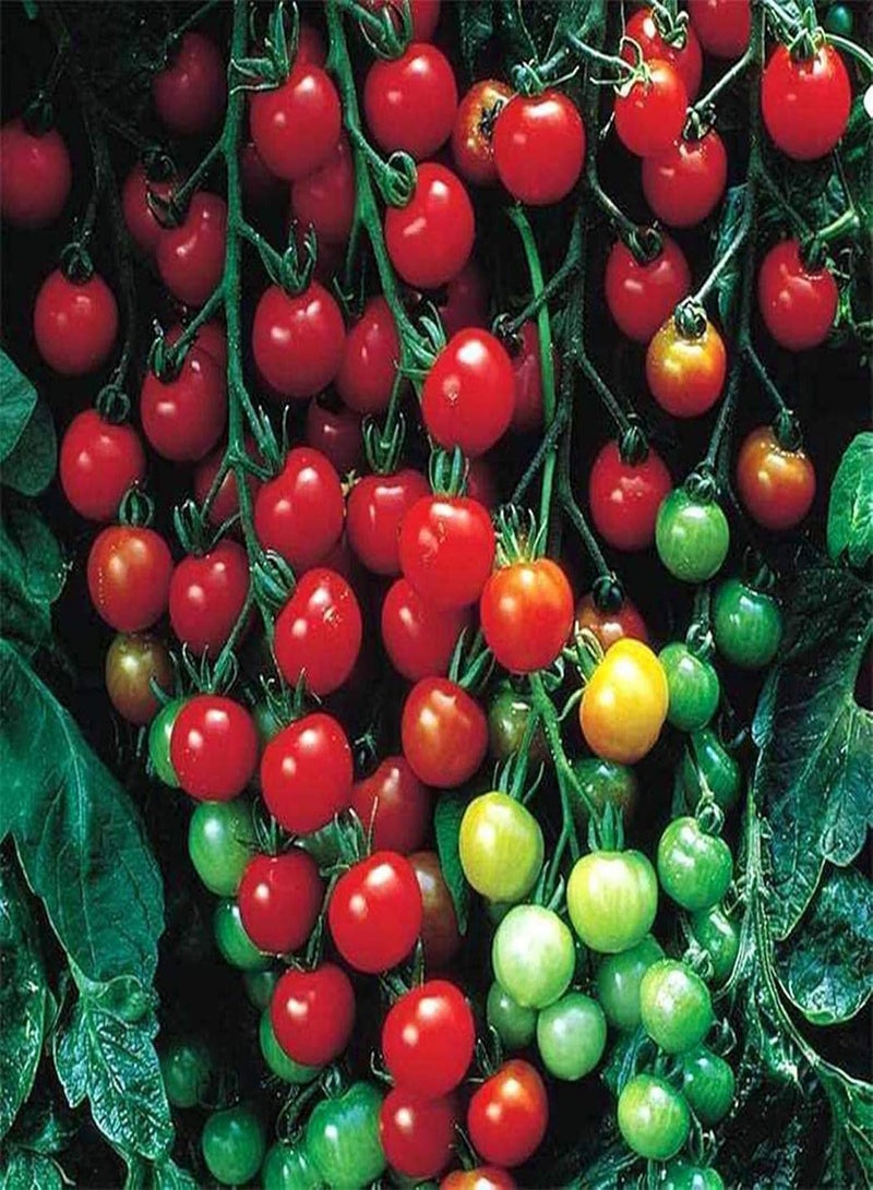 GGOOT 50Pcs/Bag Tomato seeds Edible Life Natural Vegetable seeds Garden Purple Tomato seeds - Image 2