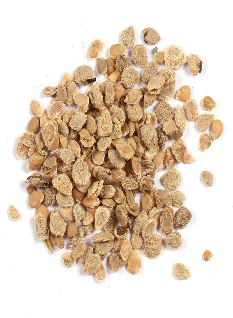 GGOOT 50Pcs/Bag Tomato seeds Edible Life Natural Vegetable seeds Garden Purple Tomato seeds - Image 4