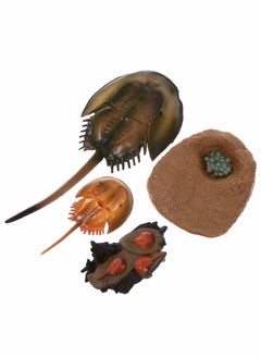 Y&D Limulus Growth Cycle Model, Simulation Marine Life Model Toy Set, Horseshoe Crab Lifelike Toys Suitable for Children Education Ocean Beach Party Gifts (1 Set)  - Image 1