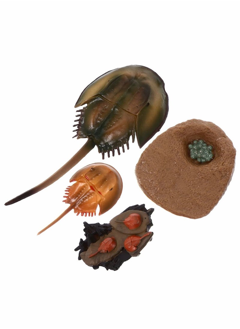 Y&D Limulus Growth Cycle Model, Simulation Marine Life Model Toy Set, Horseshoe Crab Lifelike Toys Suitable for Children Education Ocean Beach Party Gifts (1 Set)  - Image 1