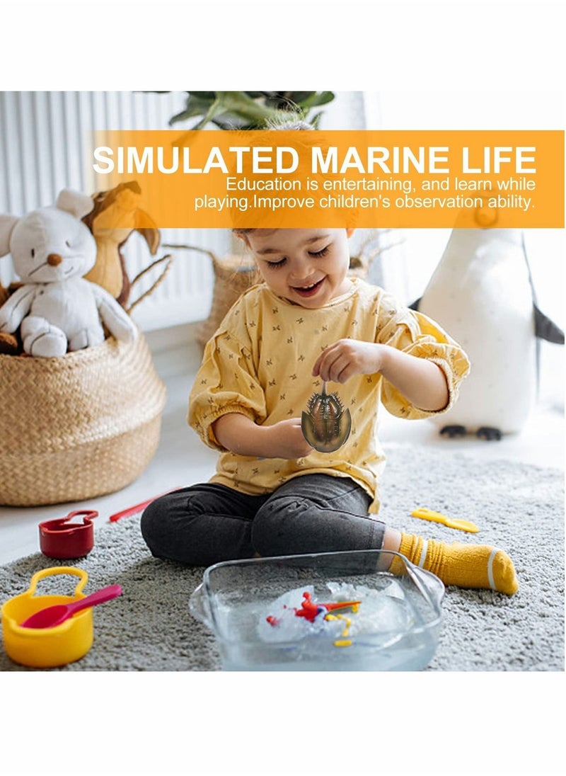 Y&D Limulus Growth Cycle Model, Simulation Marine Life Model Toy Set, Horseshoe Crab Lifelike Toys Suitable for Children Education Ocean Beach Party Gifts (1 Set)  - Image 4