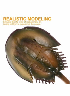 Y&D Limulus Growth Cycle Model, Simulation Marine Life Model Toy Set, Horseshoe Crab Lifelike Toys Suitable for Children Education Ocean Beach Party Gifts (1 Set)  - Image 2