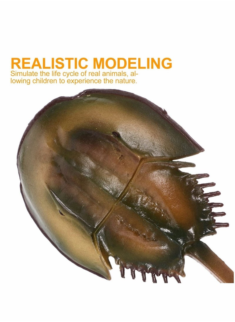 Y&D Limulus Growth Cycle Model, Simulation Marine Life Model Toy Set, Horseshoe Crab Lifelike Toys Suitable for Children Education Ocean Beach Party Gifts (1 Set)  - Image 2