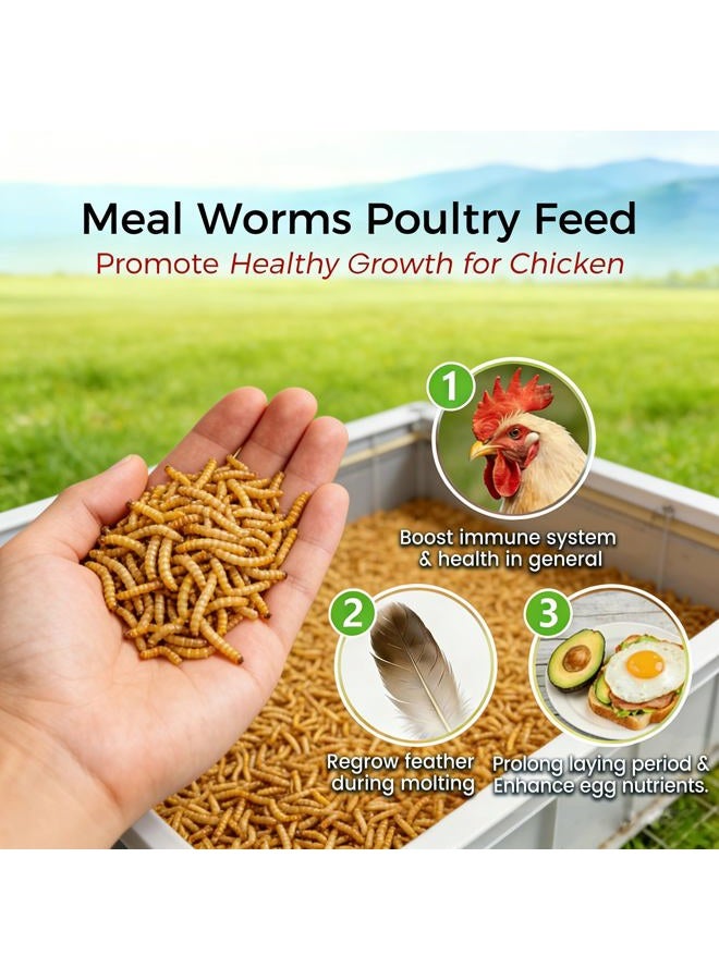 RANZ 2LBS Non-GMO Dried Mealworms for Chickens, High Protein Meal Worms, Premium Chicken Feed, Whole Large Mealworms for Blue Birds, Ducks, Fish - Image 4
