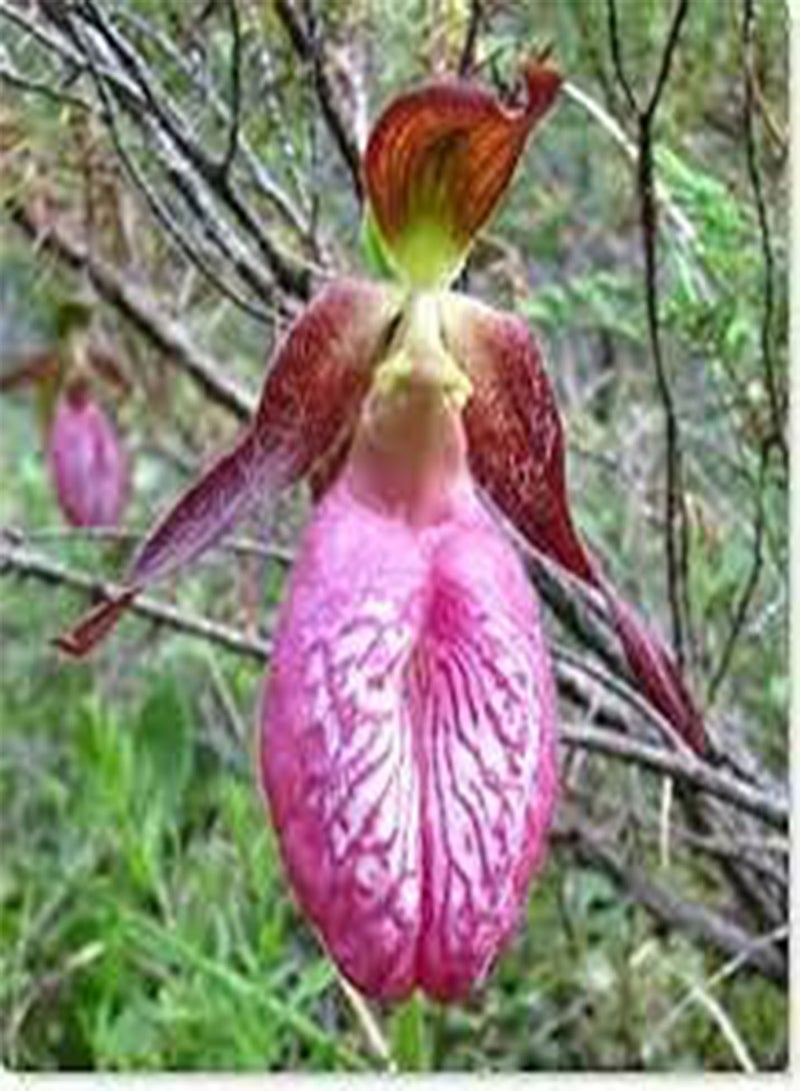 GGOOT 100pcs Pink Lady's Slipper Orchid Flower Seeds