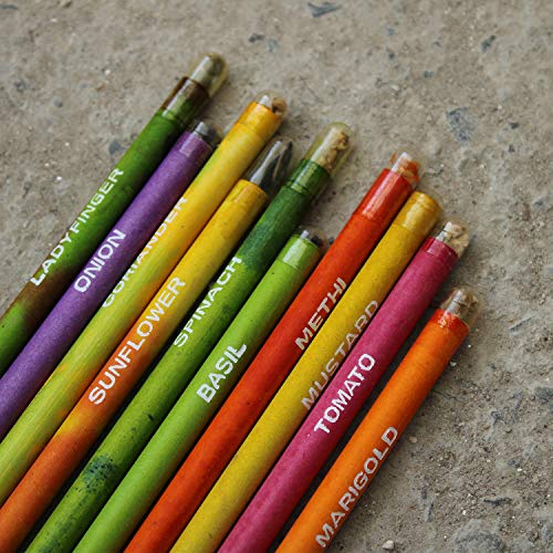 bioQ Box of 50 Plantable Pencils with Seeds| Eco Friendly Stationary | Recycled Paper Bulk Packaging | Grow Plants from Pencils - Image 5