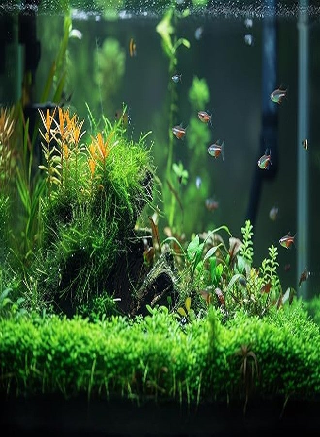 Scroll Store Aqua Soil for Planted Aquarium | Aquarium Substrate | Soil for Aquarium Plants (1L) - Image 2