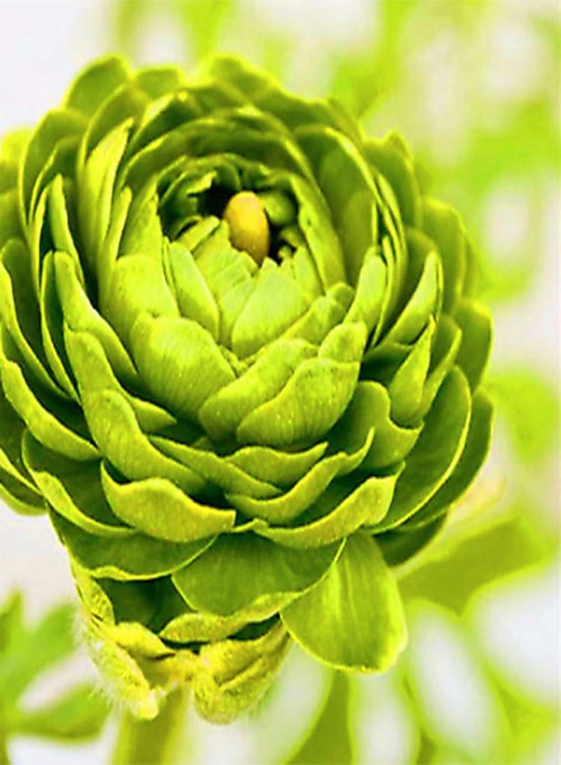 جي جوت بذور نباتات زهور الحديقة الخضراء 100 قطعة بذور حوذان جميلة لحديقة المنزل بذور حوذان صفراء - Image 3