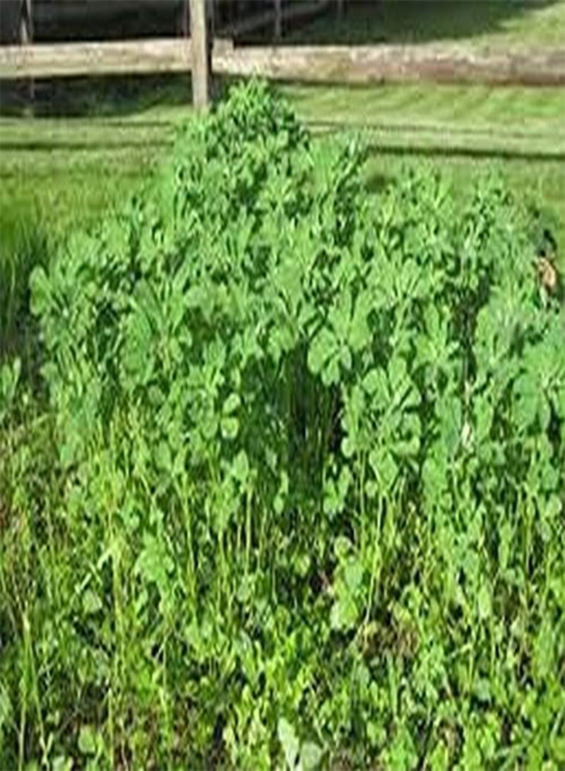 جي جوت الحلبة (Trigonella Foenum-graecum) - 100 بذرة - - Image 2