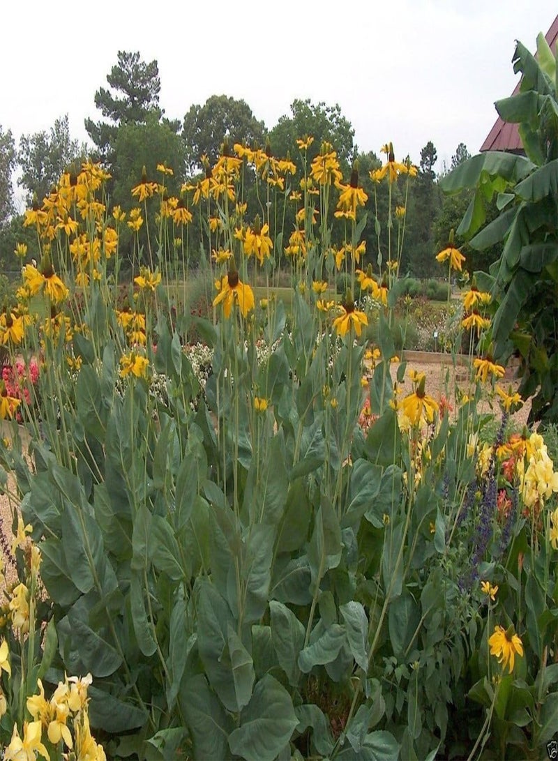 جي جوت زهرة المخروطية الكبيرة ~100 بذرة (رودبيكيا ماكسيما) زهرة المخروطية ذات أوراق الملفوف