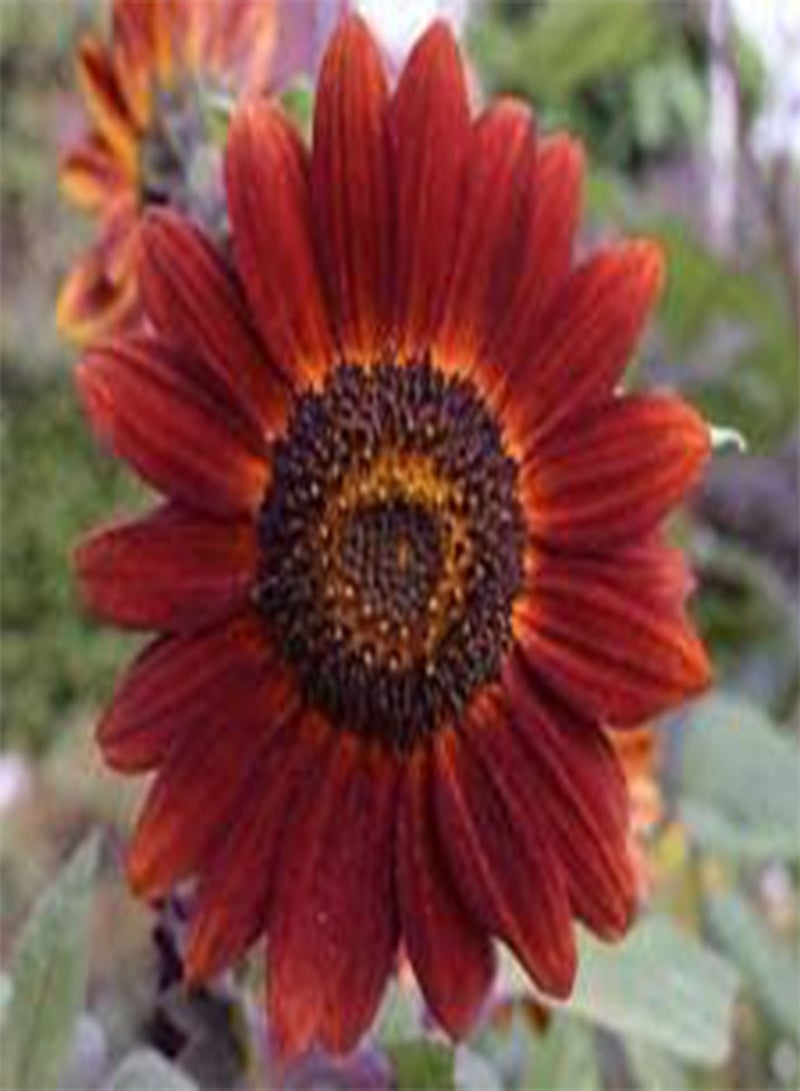 GGOOT Sunflower Velvet Queen Helianthus Annuus - 100 Bulk (PKD) Seeds