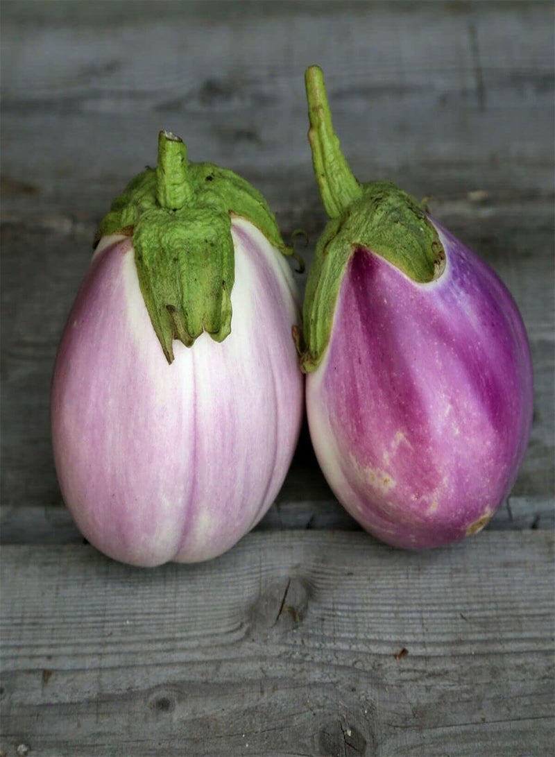 بذور الباذنجان الوردية (Rotonda Bianca Sfumata Di Rosa Aubergine) - بذور الباذنجان (Solanum Melongena)، تُعرف أيضًا باسم الباذنجان، تُزرع في حديقة المنزل بواسطة مشعل ثقيل، 15 بذرة