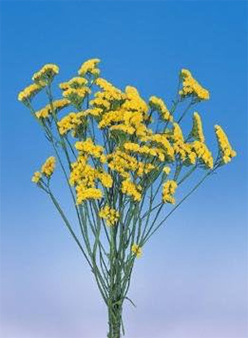 GGOOT Statice Fortress Yellow 100 Seeds