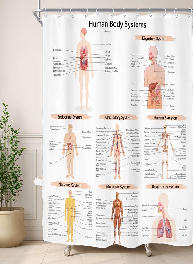 Riyidecor Science Human Body Educational Biology Shower Curtain Illustration Decor Bathroom Polyester Waterproof 72Wx72H Inch with Plastic Hooks 12 Pack - Image 1