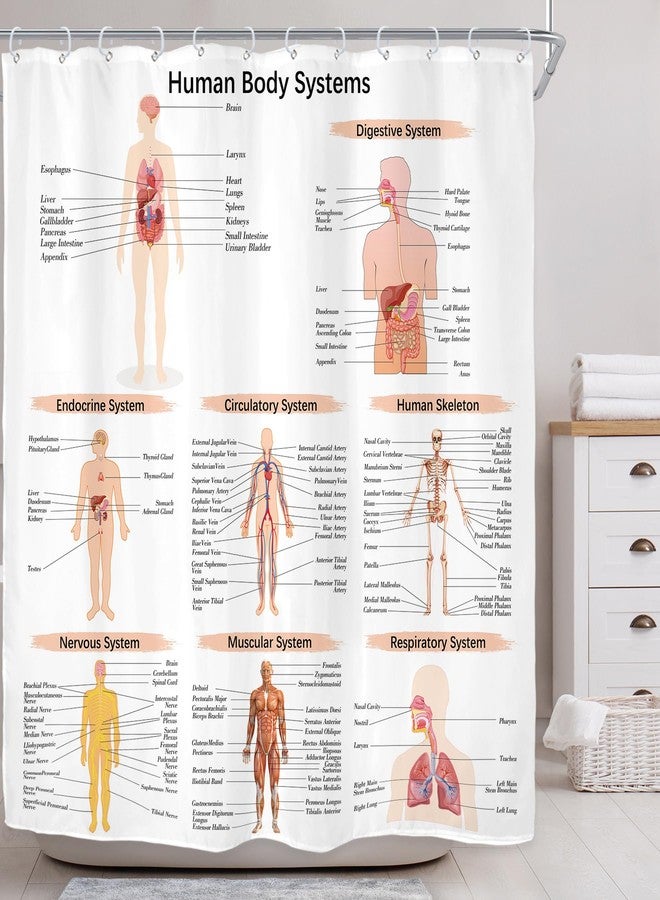 Riyidecor Science Human Body Educational Biology Shower Curtain Illustration Decor Bathroom Polyester Waterproof 72Wx72H Inch with Plastic Hooks 12 Pack - Image 2