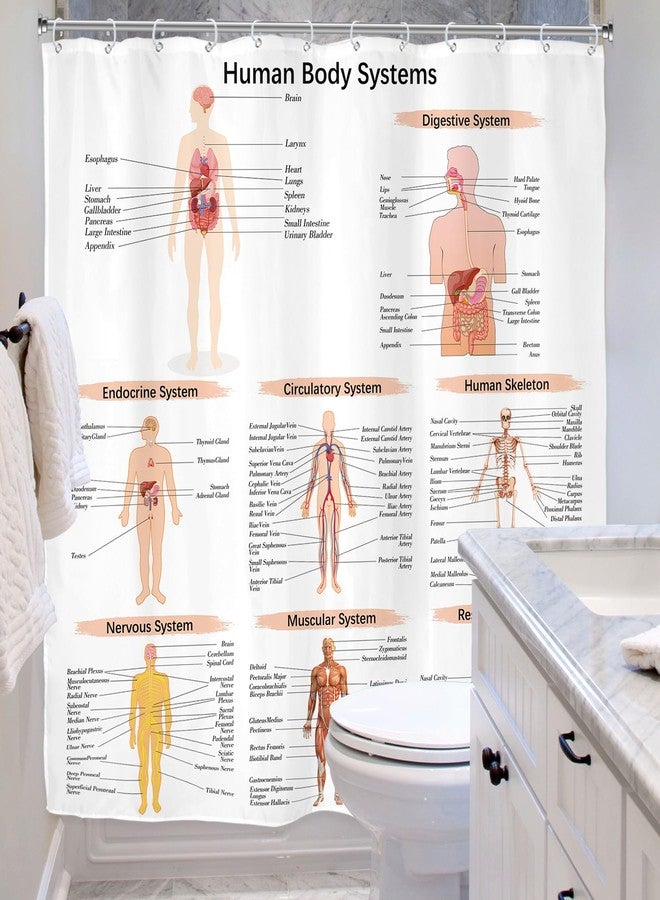 Riyidecor Science Human Body Educational Biology Shower Curtain Illustration Decor Bathroom Polyester Waterproof 72Wx72H Inch with Plastic Hooks 12 Pack - Image 3