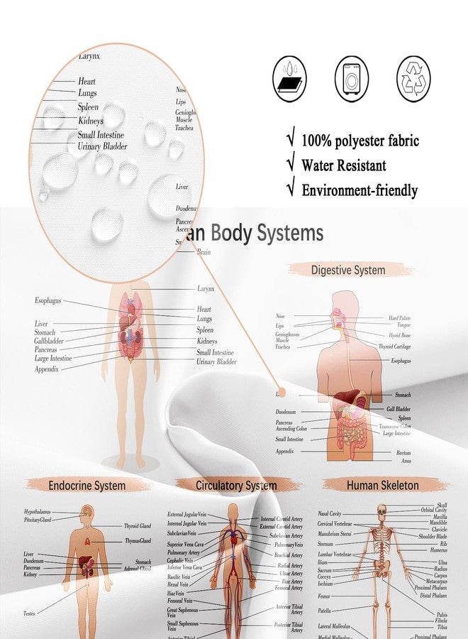 Riyidecor Science Human Body Educational Biology Shower Curtain Illustration Decor Bathroom Polyester Waterproof 72Wx72H Inch with Plastic Hooks 12 Pack - Image 5