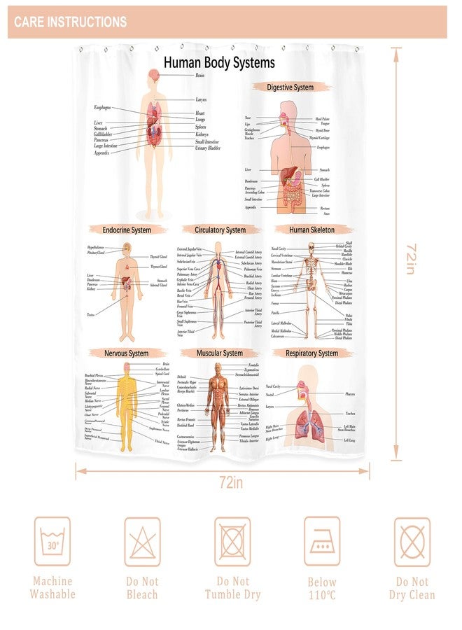 Riyidecor Science Human Body Educational Biology Shower Curtain Illustration Decor Bathroom Polyester Waterproof 72Wx72H Inch with Plastic Hooks 12 Pack - Image 4